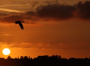 Sonnenuntergang Ostfriesland mit Storch