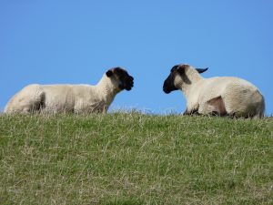 Zwei Schafe auf dem Deich
